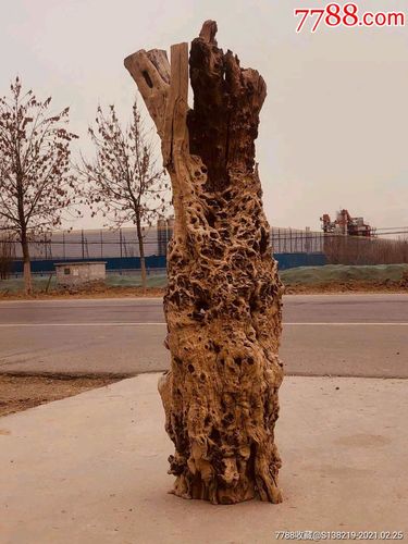 枣树根能做根雕吗