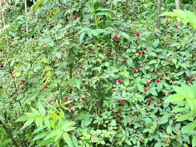 野树莓怎么种植